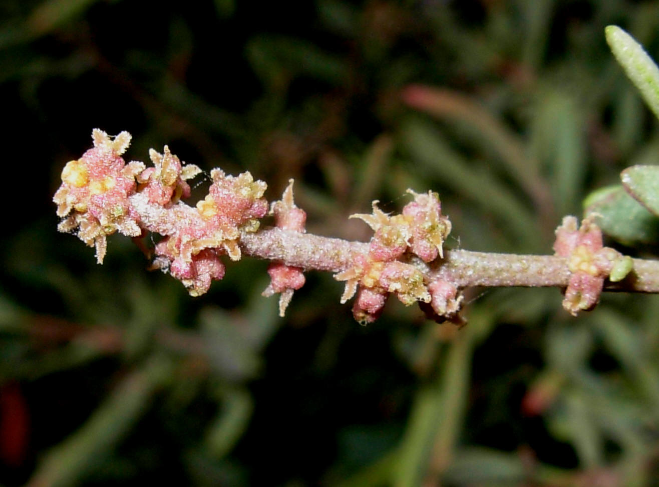 Halimione portulacoides / Atriplice portulacoide